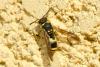 Ancistrocerus sp.
